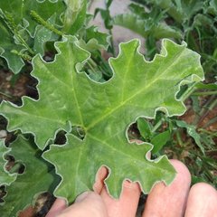 Apodanthera undulata