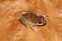 Eleutherodactylus johnstonei