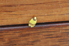 Heterallactis euchrysa