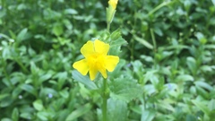 Erythranthe michiganensis