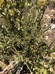 Ceanothus crassifolius planus