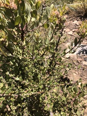 Ceanothus crassifolius planus