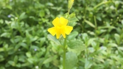 Erythranthe michiganensis