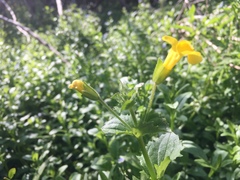 Erythranthe michiganensis