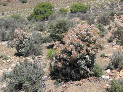 Crassula arborescens