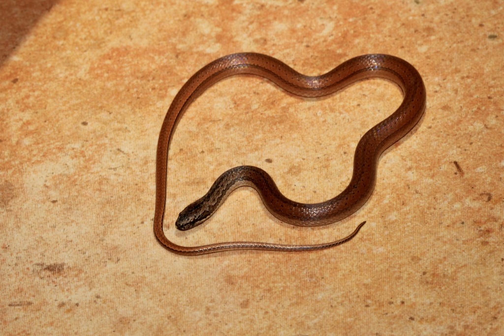 Jamaican Red Groundsnake