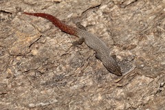Sphaerodactylus argus