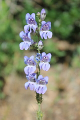 Penstemon leiophyllus