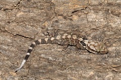 Aristelliger praesignis