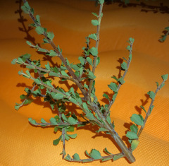 Ceanothus crassifolius planus