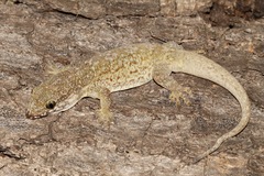 Aristelliger praesignis