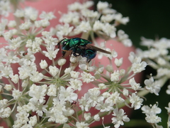 Perilampidae