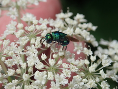 Perilampidae