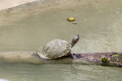 Trachemys terrapen