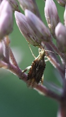 Harmostes fraterculus