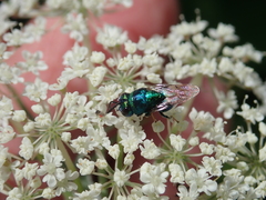 Perilampidae
