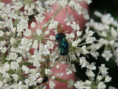 Perilampidae