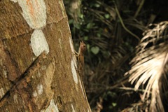 Anolis opalinus