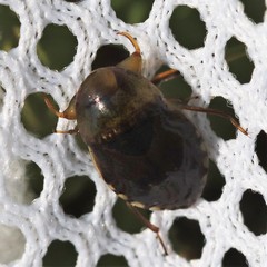 Pelocoris