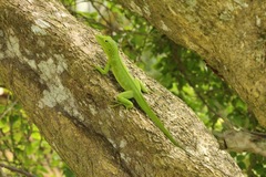 Anolis garmani