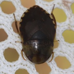 Pelocoris