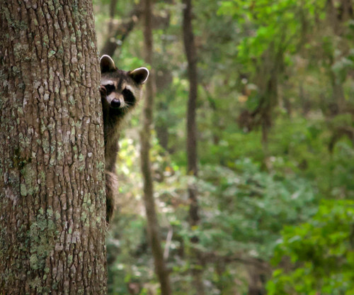 Common Raccoon photographed in South Carolina