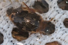 Laccophilus maculosus