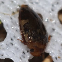 Laccophilus maculosus