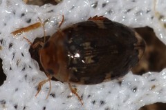 Laccophilus maculosus