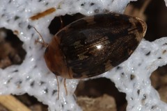 Laccophilus maculosus