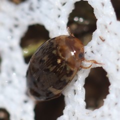 Laccophilus maculosus