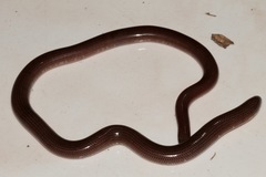 Typhlops jamaicensis