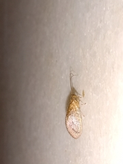 Nusalala tessellata