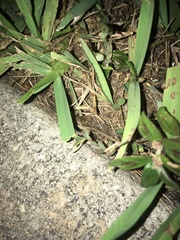 Neoscapteriscus abbreviatus