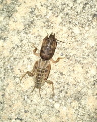 Neoscapteriscus abbreviatus