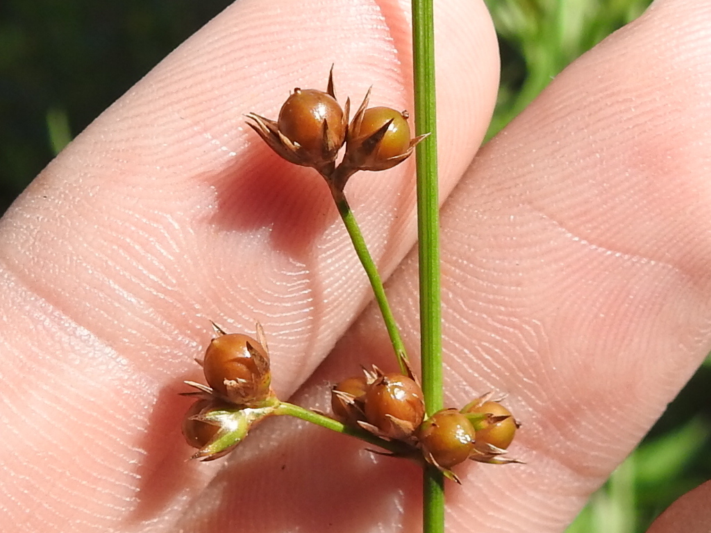 Juncus coriaceus