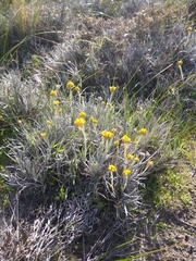 Conostylis candicans