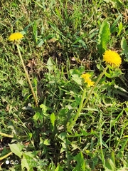 Taraxacum officinale