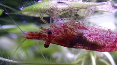 Neocaridina davidi