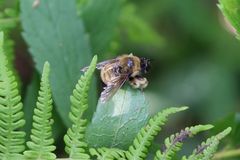 Laphria sacrator