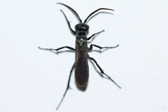 Evagetes parvus
