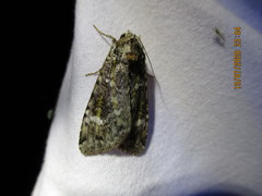 Anaplectoides prasina