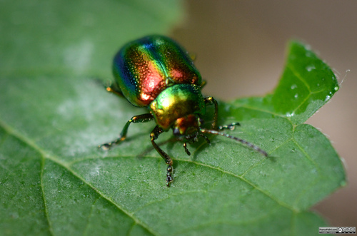 Dead-nettle Leaf Beetle