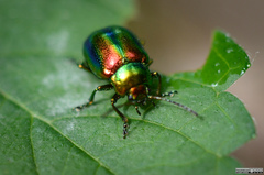 Dead-nettle Leaf Beetle