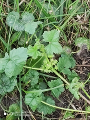 Malva pusilla