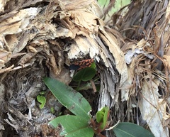 Spilostethus decoratus