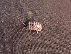 Armadillidium