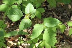 Toxicodendron radicans divaricatum