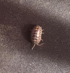 Armadillidium