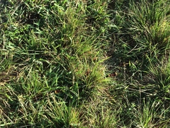 Micrurus tener tener